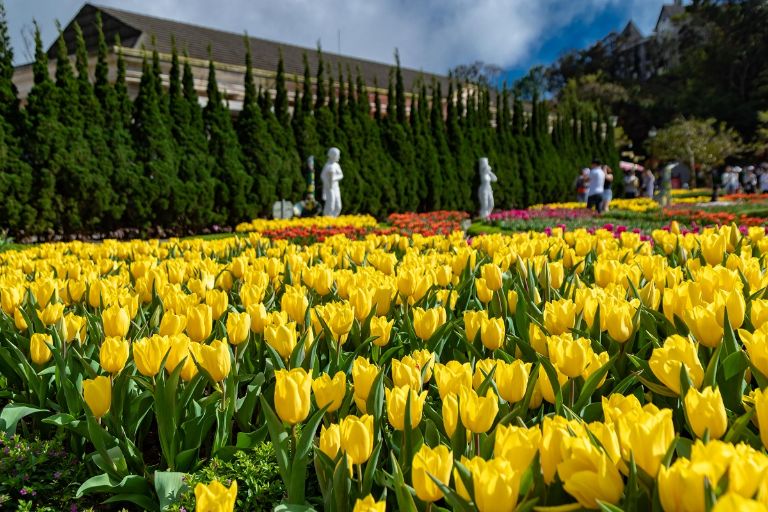 Ngoài tulip còn có rất nhiều loài hoa được trưng bày cho du khách ngắm nhìn và chìm đắm vào thế giới muôn màu